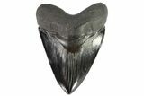 Black, Fossil Megalodon Tooth - Serrated Blade #82723-1